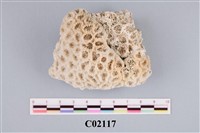 藏品(珊瑚化石)的圖片